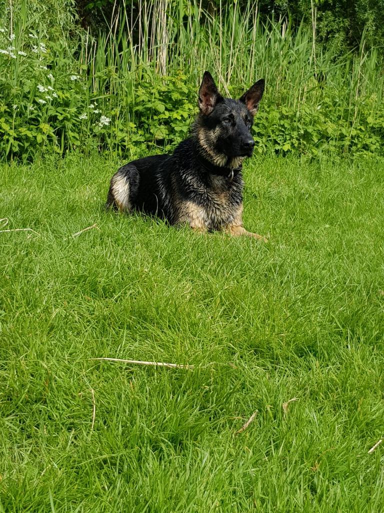 Oppas gezocht voor lieve Duitse herder, Dieren en Toebehoren, Ophalen
