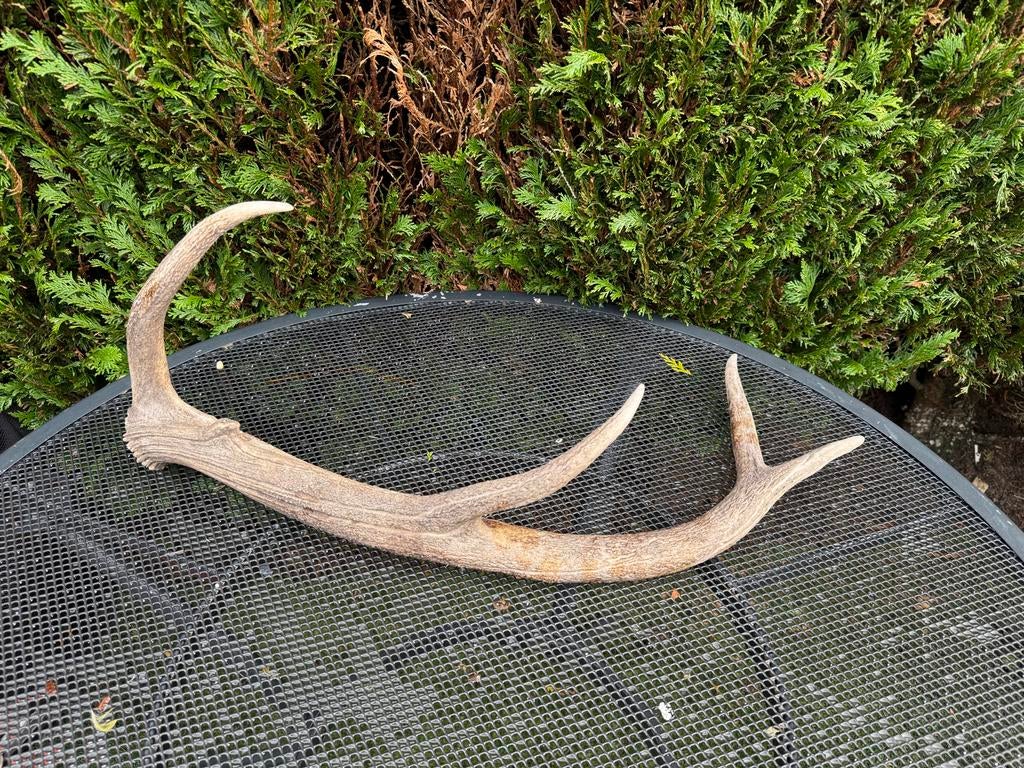 Prachtig herten gewei - Natuurlijke decoratie, Ophalen, Gebruikt, Hert, Gewei of Kop