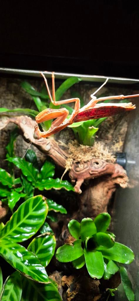 Exo Terra met bidsprinkaan, Dieren en Toebehoren, Reptielen en Amfibieën | Toebehoren, Ophalen, Zo goed als nieuw