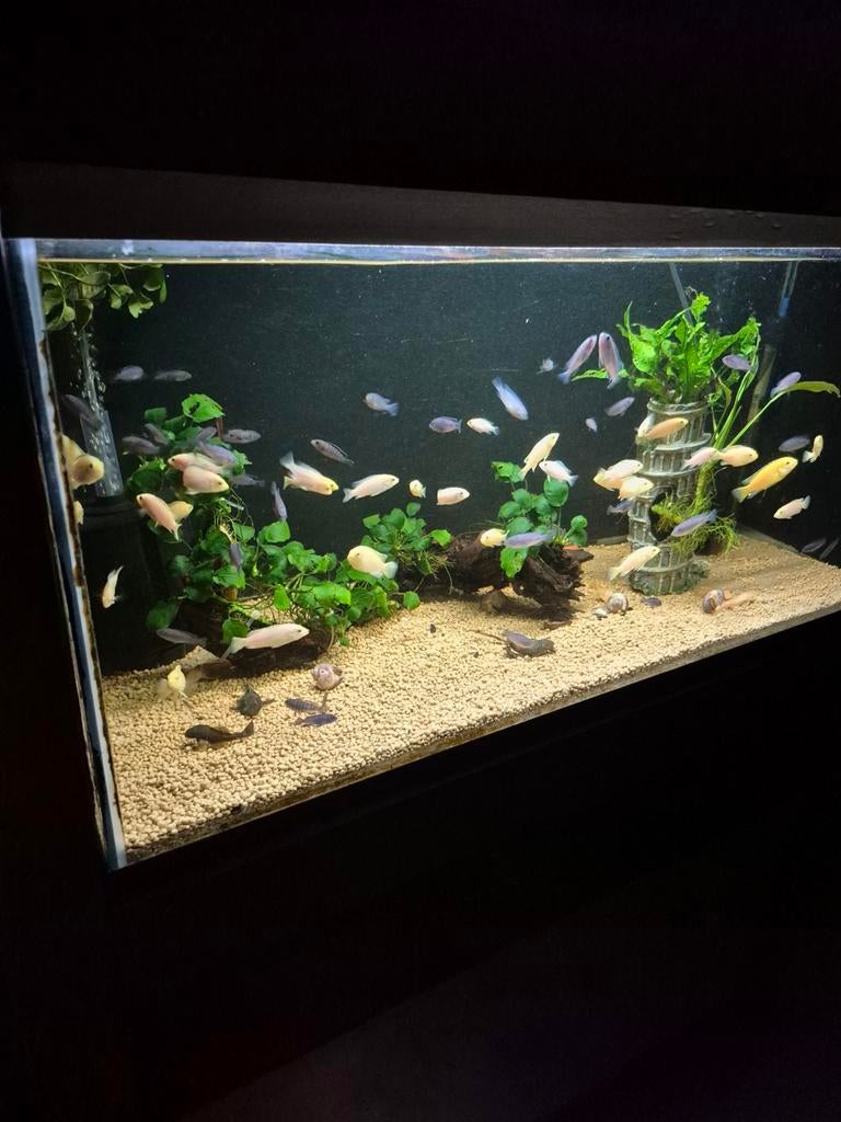 Malawi cichliden jongen yellow, Dieren en Toebehoren, Vissen | Aquariumvissen, Vis