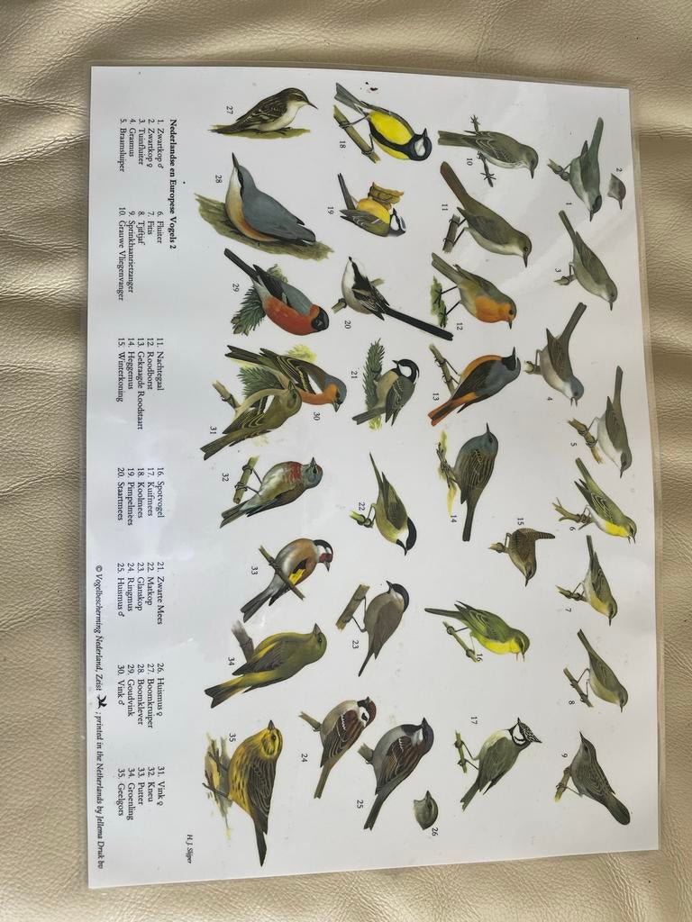 Gelamineerde Poster Nederlandse en Europese Vogels, Rechthoekig Staand, Nieuw, Ophalen of Verzenden, A1 t/m A3