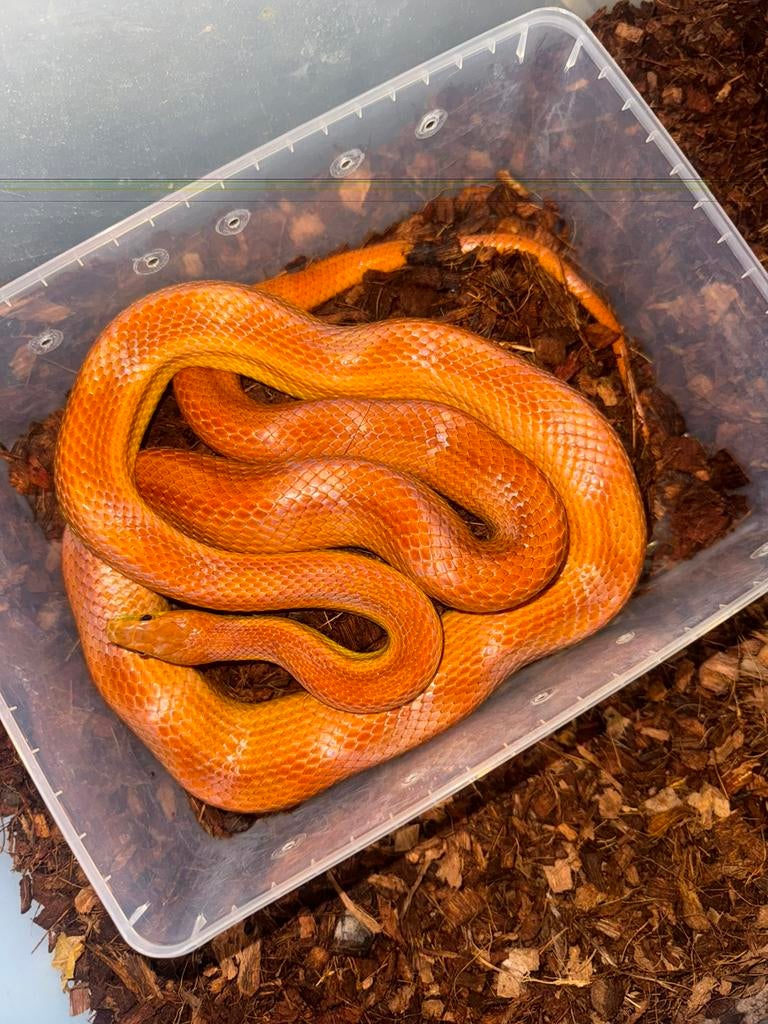 Diverse Pantherophis guttatus, Rattenslang te koop Rat Snake - male for sale from Js