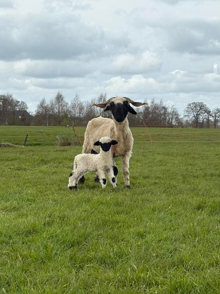 Walliser Schwarznase, Meerdere dieren, Schaap