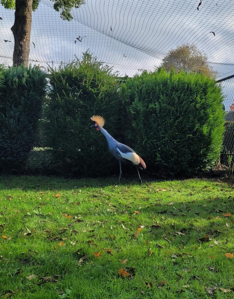Te koop: Grijze kroonkraanvogel vrouw, Vrouwelijk, Tropenvogel, Geringd