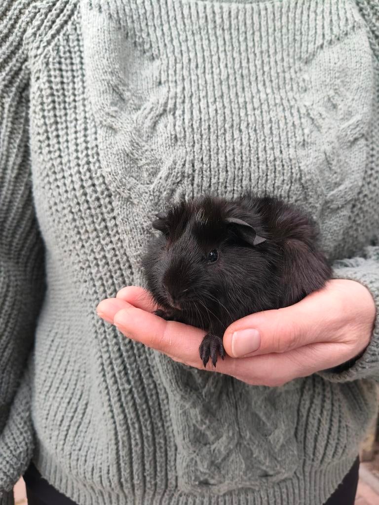 Cavia jonkies beertjes/mannen, Dieren en Toebehoren, Knaagdieren, Januari, Mannelijk, Cavia