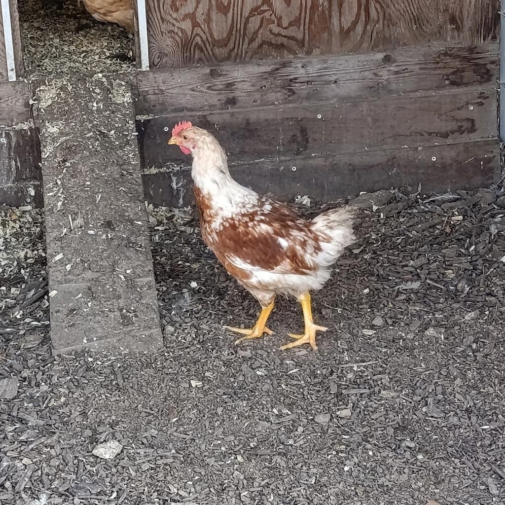 Slachthaantjes, Dieren en Toebehoren, Pluimvee, Mannelijk, Kip