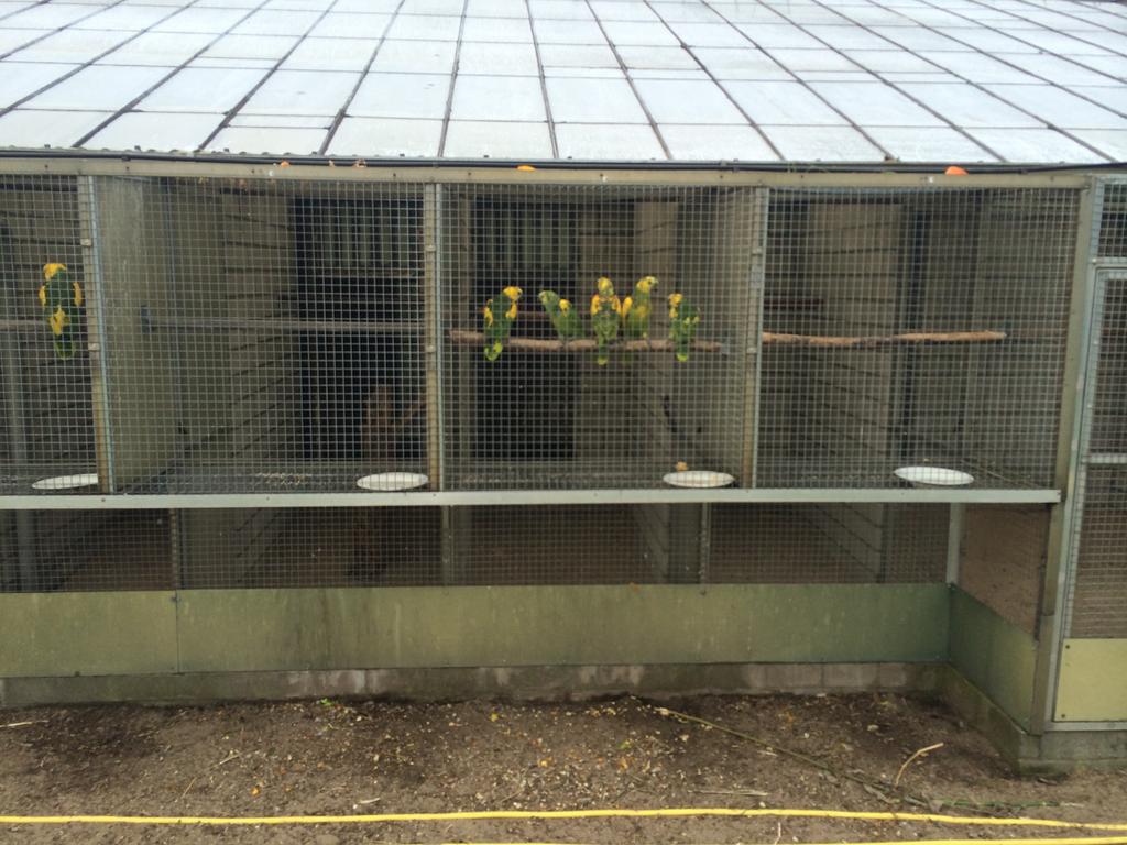 amazone & papegaaien opvang met soortgenoten in voilleres, Dieren en Toebehoren, Vogels | Parkieten en Papegaaien, Meerdere dieren