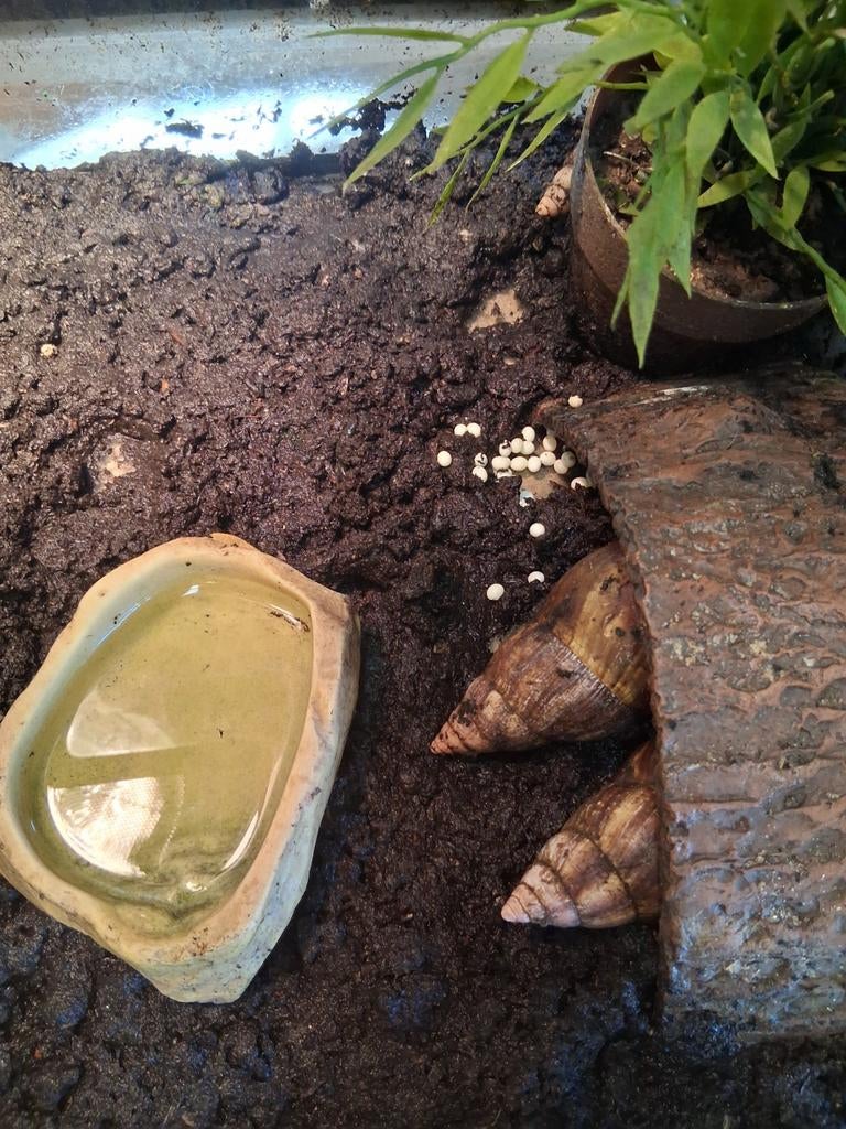 Eitjes te koop van de Achatina Fulica, grote Agaatslak, Dieren en Toebehoren, Overige Dieren, Mei, Geslacht onbekend