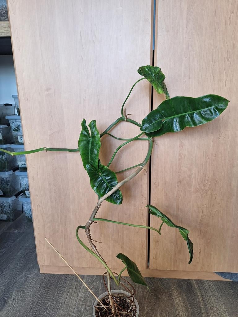 Philodendron Jose Buono groot, Ophalen of Verzenden, Overige soorten, Volle zon