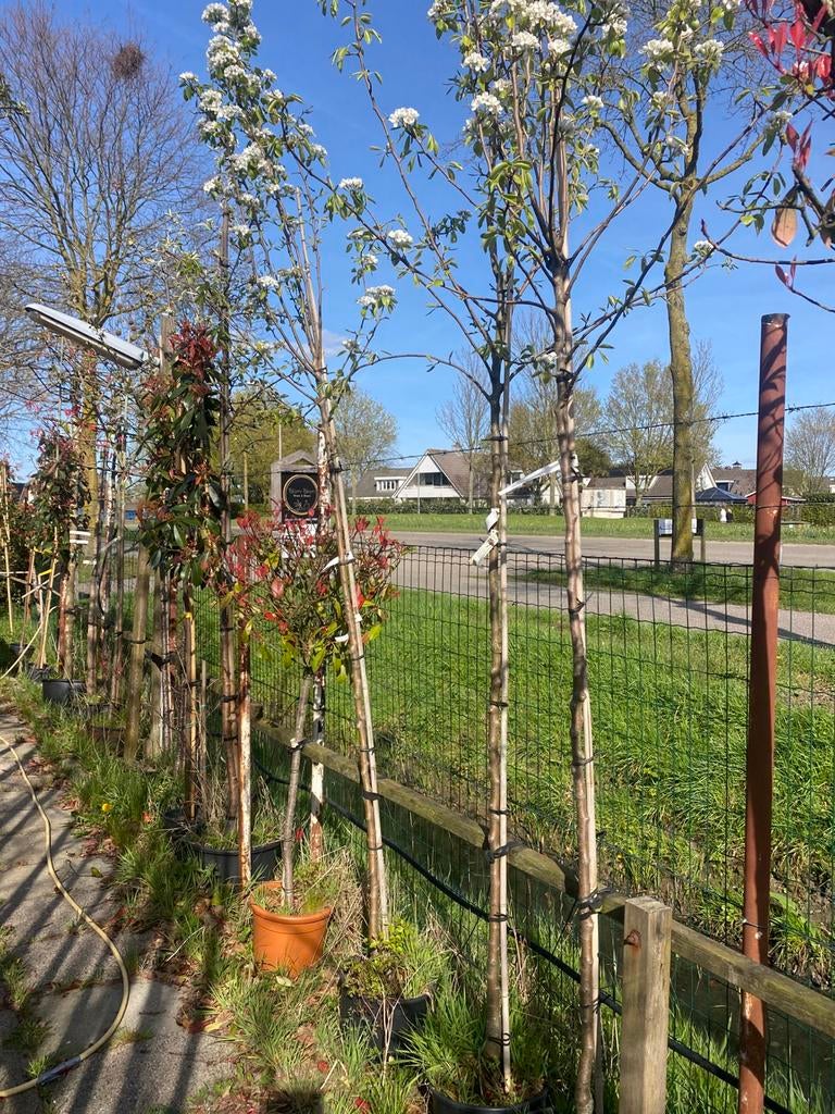 Hoogstam Bio peren en kersen bomen in pot €69,00 pst, Lente, Ophalen of Verzenden, 250 tot 400 cm, Perenboom