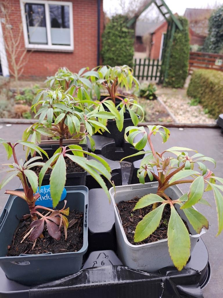 Helleborus foetidus plantjes, Ophalen, Eenjarig, Overige soorten, Volle zon