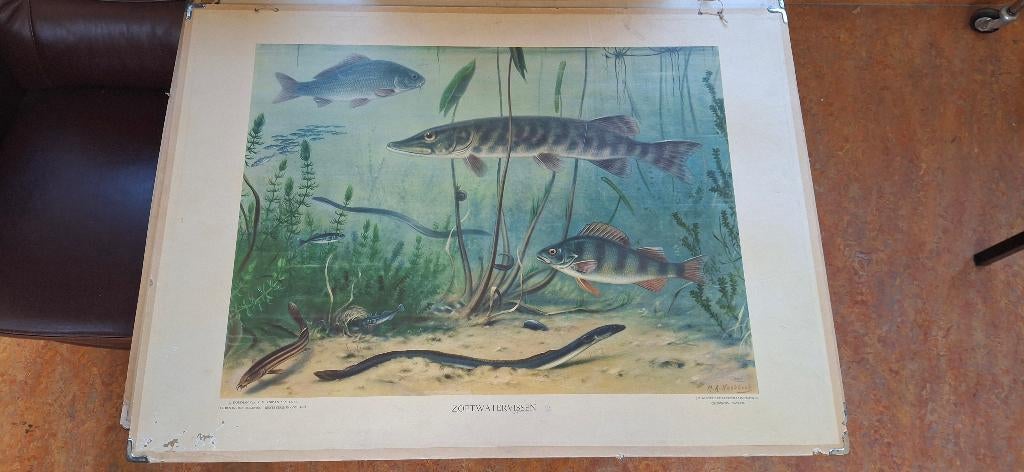 Schoolplaat, Ophalen, Natuur en Biologie