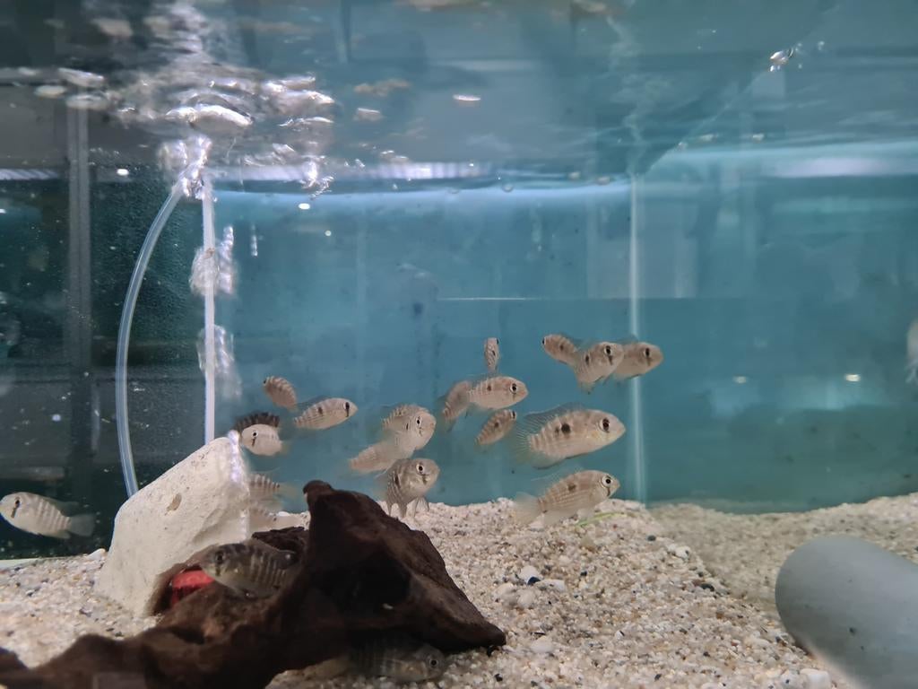 Krobia Xinguensis Cichliden, Vis, Zoetwatervis