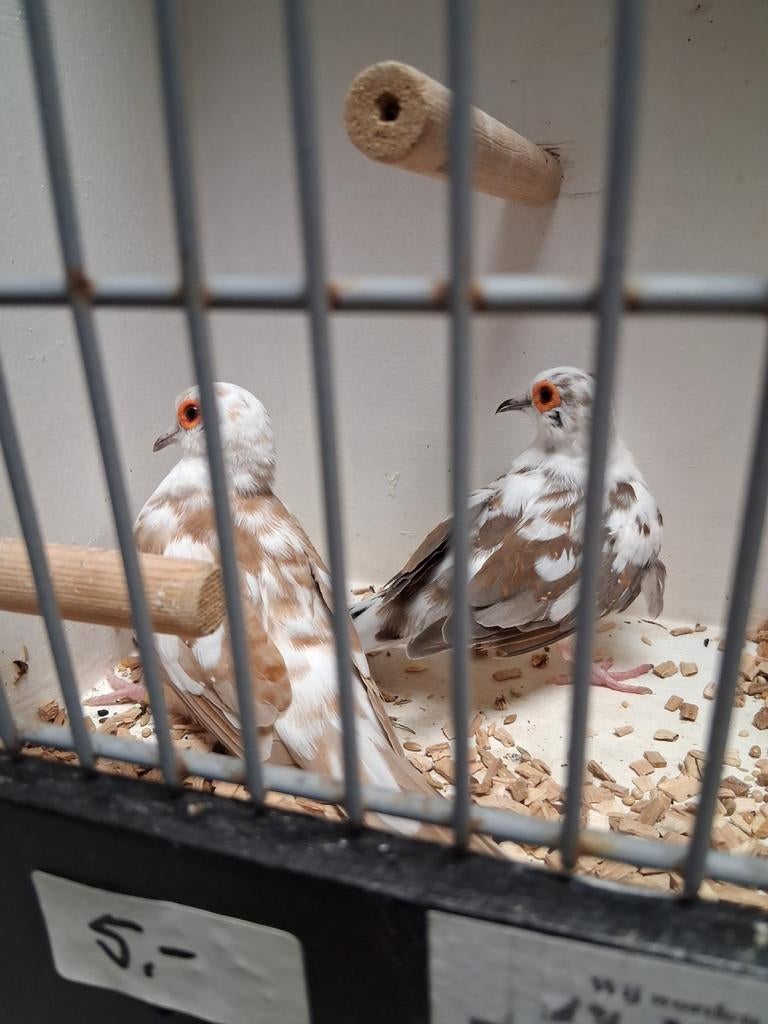 Vele soorten vogels zaterdag ochtend geopend, Meerdere dieren