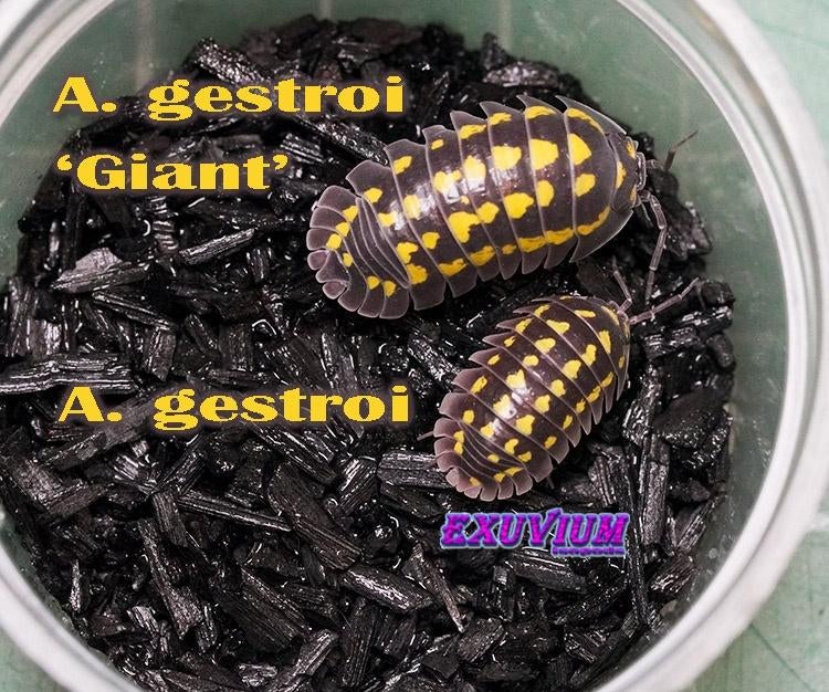 Armadillidium gestroi Giant isopods / pissebedden, Dieren en Toebehoren, Insecten en Spinnen, Overige soorten