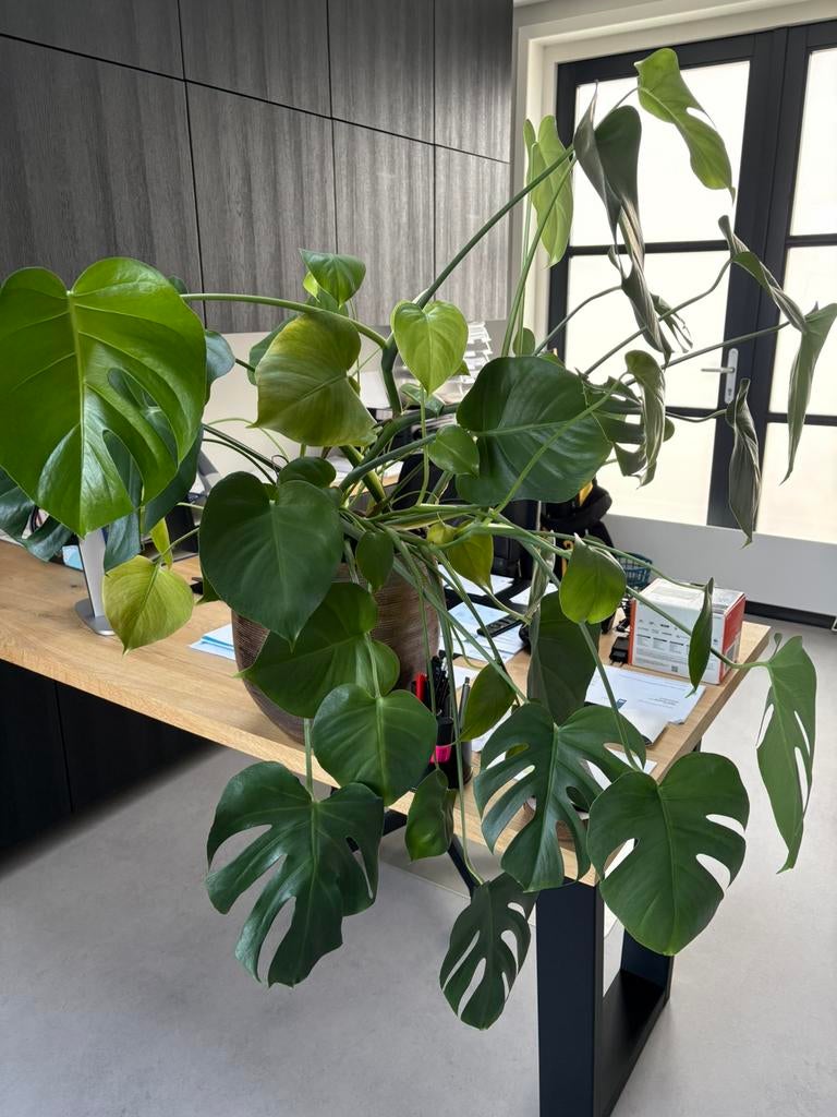 Monstera plant, Huis en Inrichting, Kamerplanten, Ophalen, Halfschaduw, Minder dan 100 cm