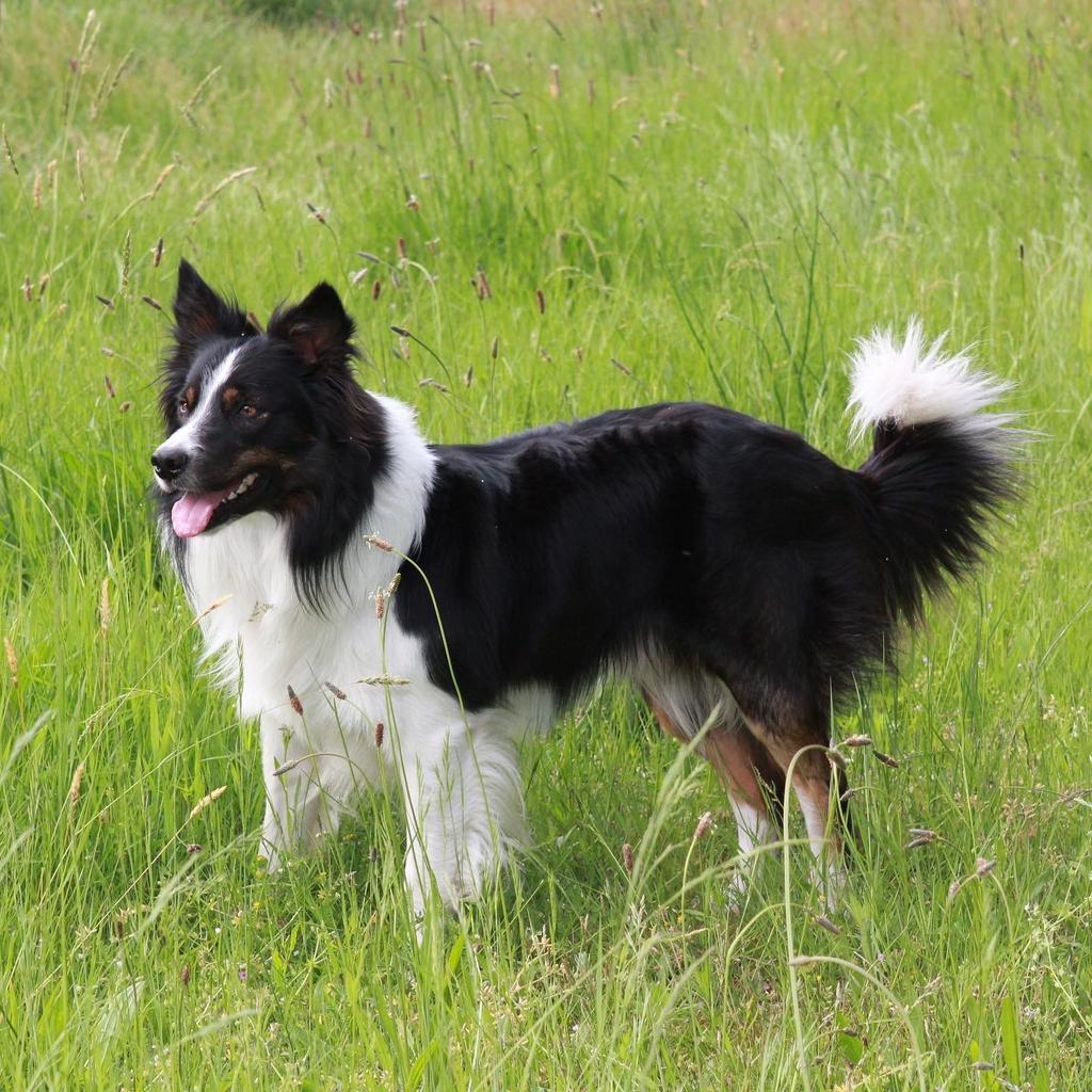 Rico, Border Collie Dekreu (volledig getest en uit werklijn), Reu, Parvo, Eén hond, 3 tot 5 jaar