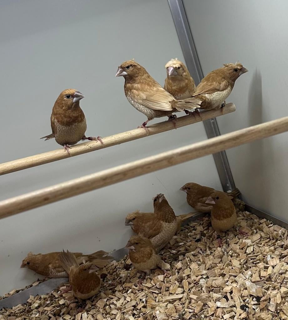 Roodbruine japanse meeuwtjes, Meerdere dieren, Geringd