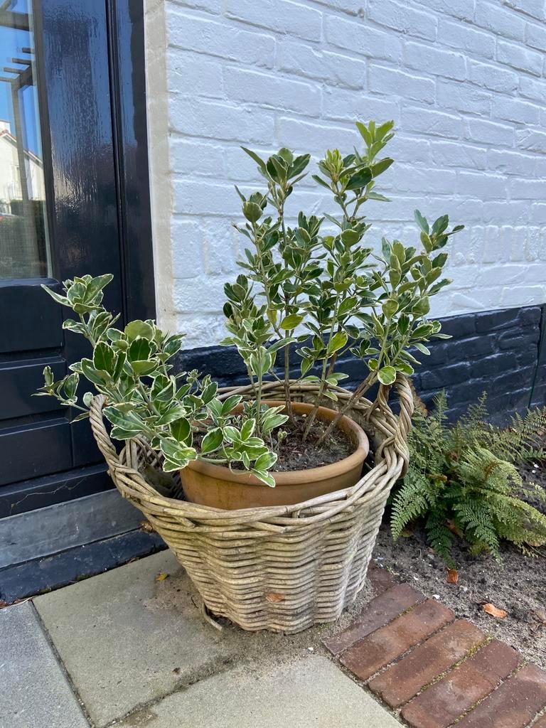 Euonymus japonicus ‘Silver Queen’, Overige soorten, Vaste plant, Ophalen of Verzenden, Bloeit niet