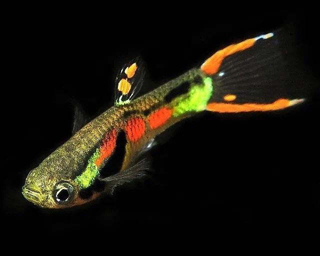 Endler guppen, Dieren en Toebehoren, Vis