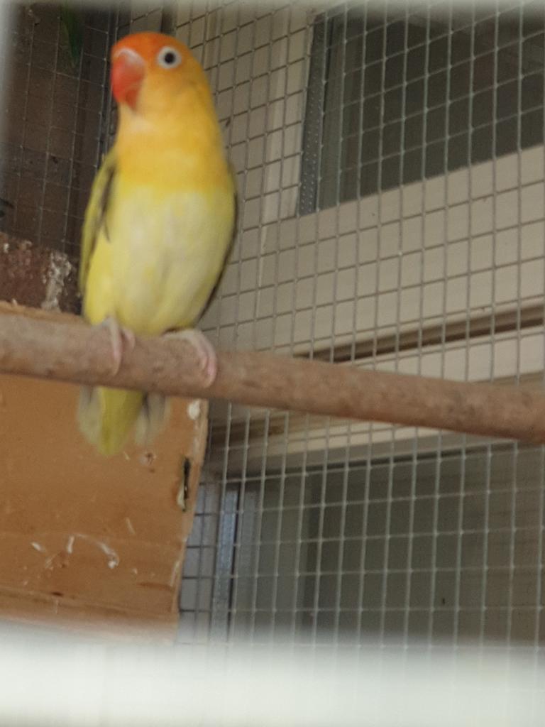 Agapornis Fischeri yellow face euwing pop, Vrouwelijk, Dwergpapegaai of Agapornis, Geringd