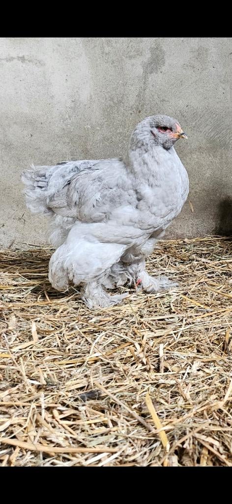 Mooie parelgrijs brahma haantje 2 maanden, Dieren en Toebehoren, Mannelijk, Kip