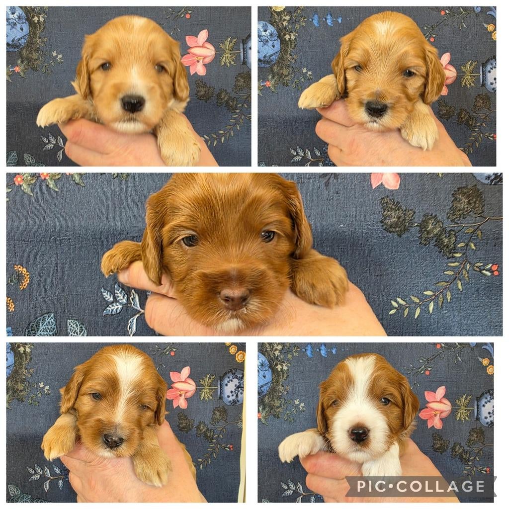 Australian labradoodle mini dekreuen, Nederland, Reu, Meerdere, Klein