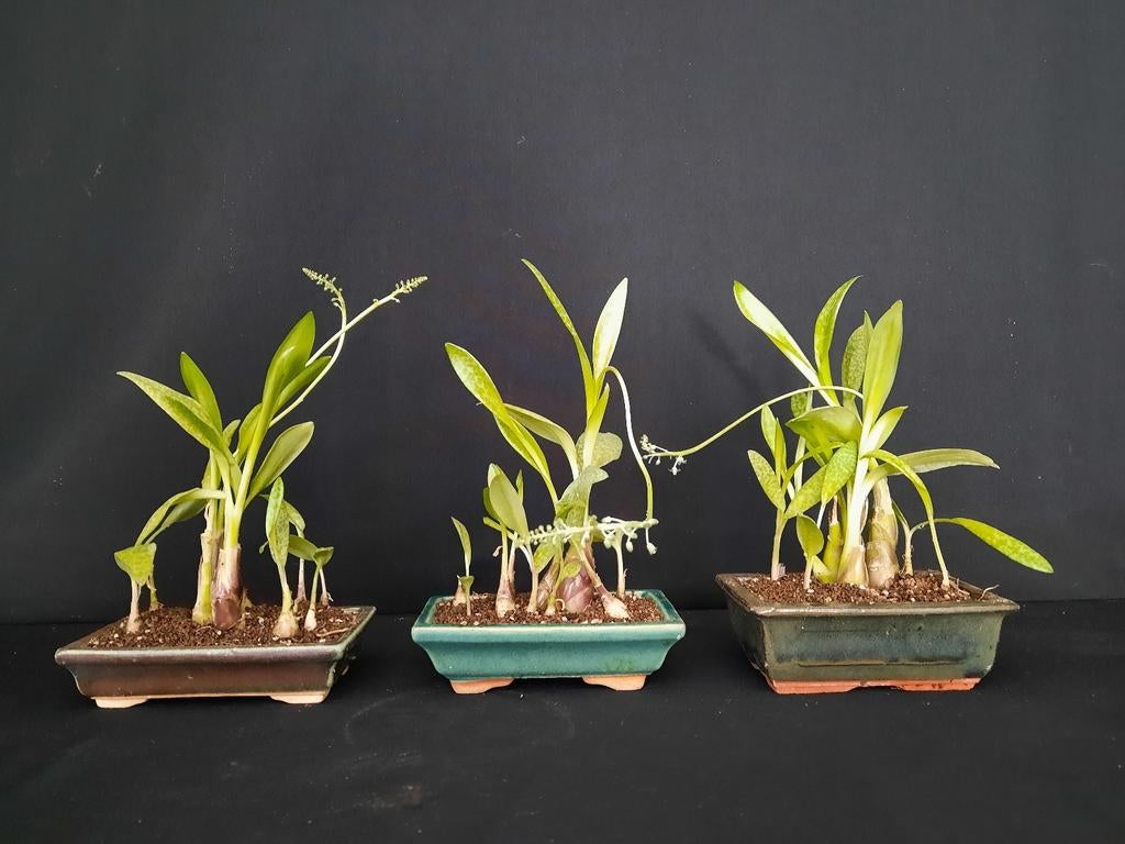 Ledebouria socialis, Ophalen of Verzenden