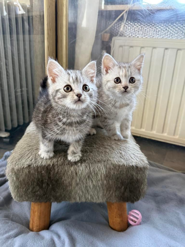 Britse korthaar kittens, Meerdere dieren