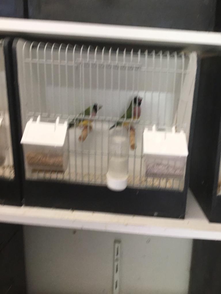 Te koop gouldamadines, Amfibie, 0 tot 2 jaar