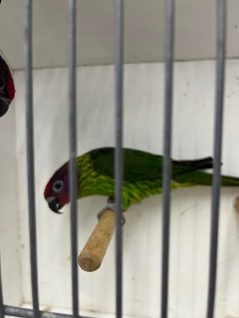 Viooltjes lori, Dieren en Toebehoren, Meerdere dieren, Papegaai, Geringd