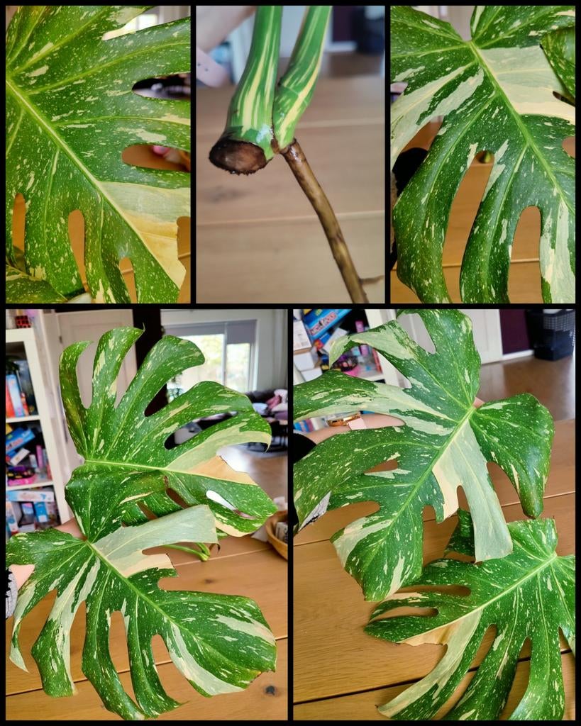 Monstera Thai constellation kopstek, Huis en Inrichting, Kamerplanten, Ophalen, Halfschaduw, Minder dan 100 cm