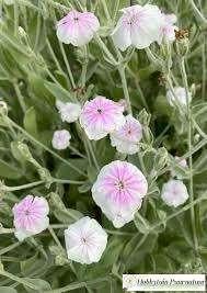 Zaden Lychnis coronaria Angel's blush, Verzenden, Volle zon