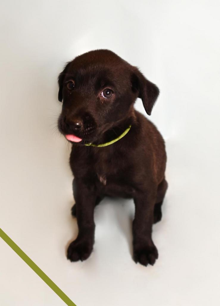 Huiskamernest labrador mix pup zeer sociaal ! Laatste 2 pups, 8 tot 15 weken, Meerdere, Meerdere dieren, Nederland