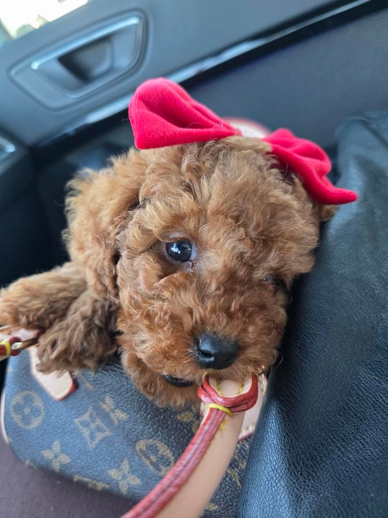 Toy poedel, Dieren en Toebehoren, Poedel, Reu, 8 tot 15 weken, Eén hond