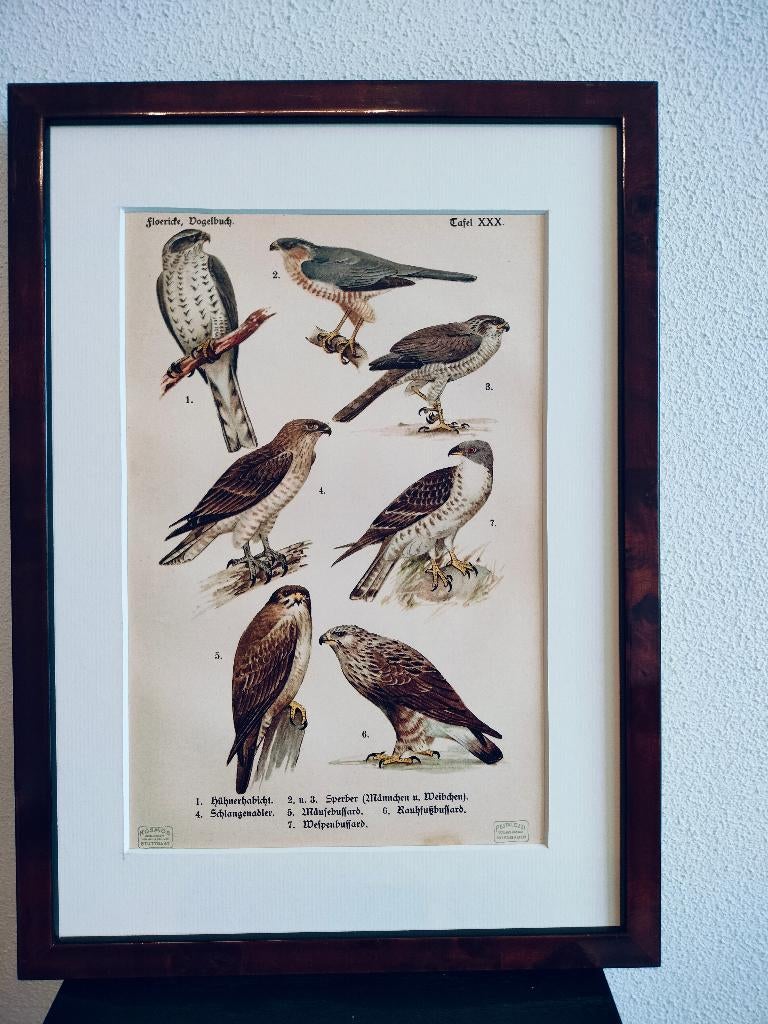 Litho Floericke Havik Sperwer Buizerd Arend Wespendief 1922, Ophalen of Verzenden