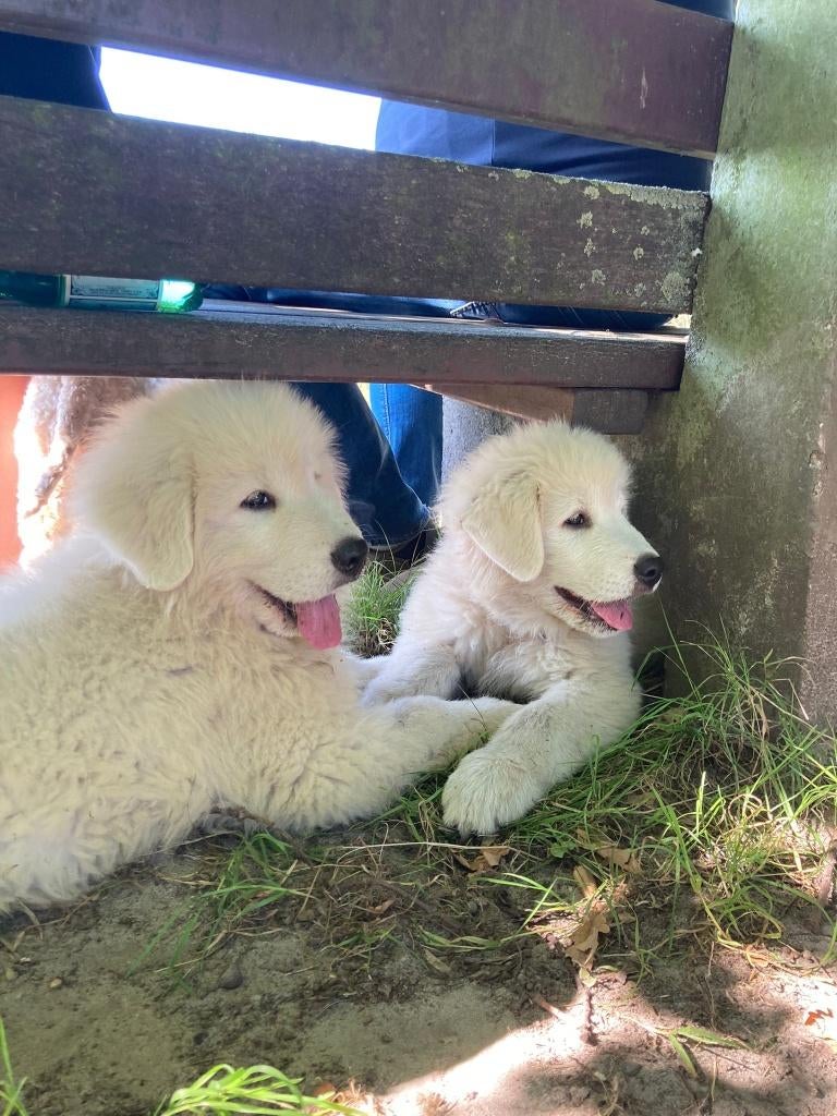 MAREMMA PUPS MET STAMBOOM, België, Fokker | Hobbymatig, 8 tot 15 weken, Parvo