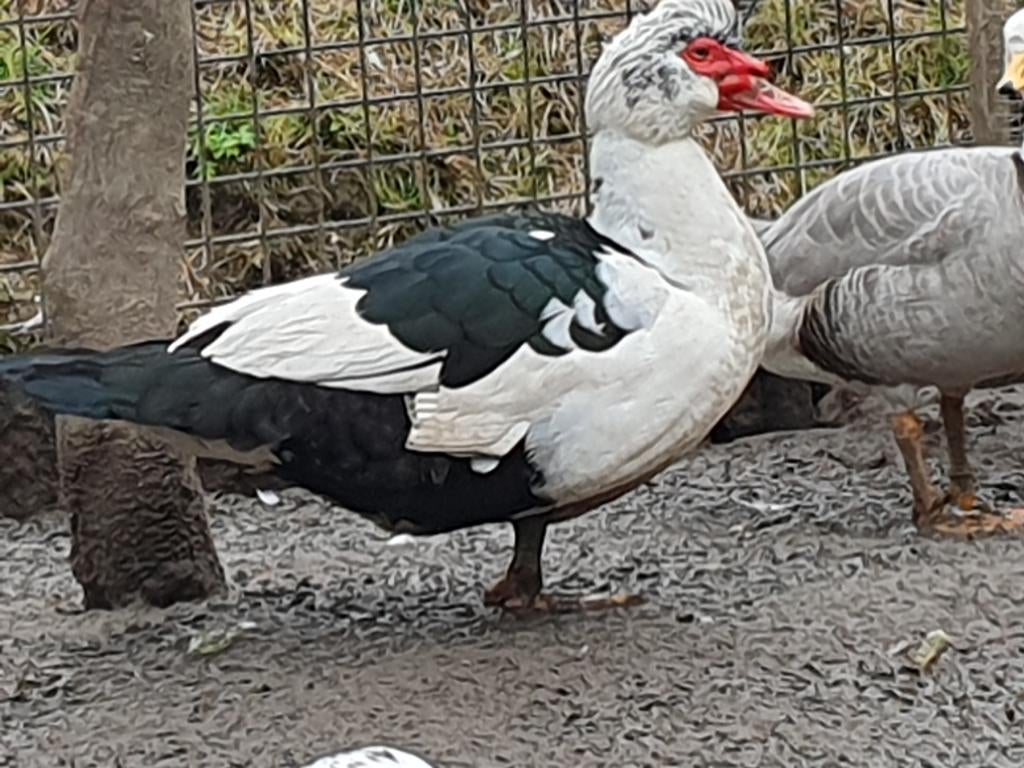 Volwassen Kaapse eenden,Muskus eenden, Doksa,Doksi,Boeren, Dieren en Toebehoren, Pluimvee, Meerdere dieren, Eend