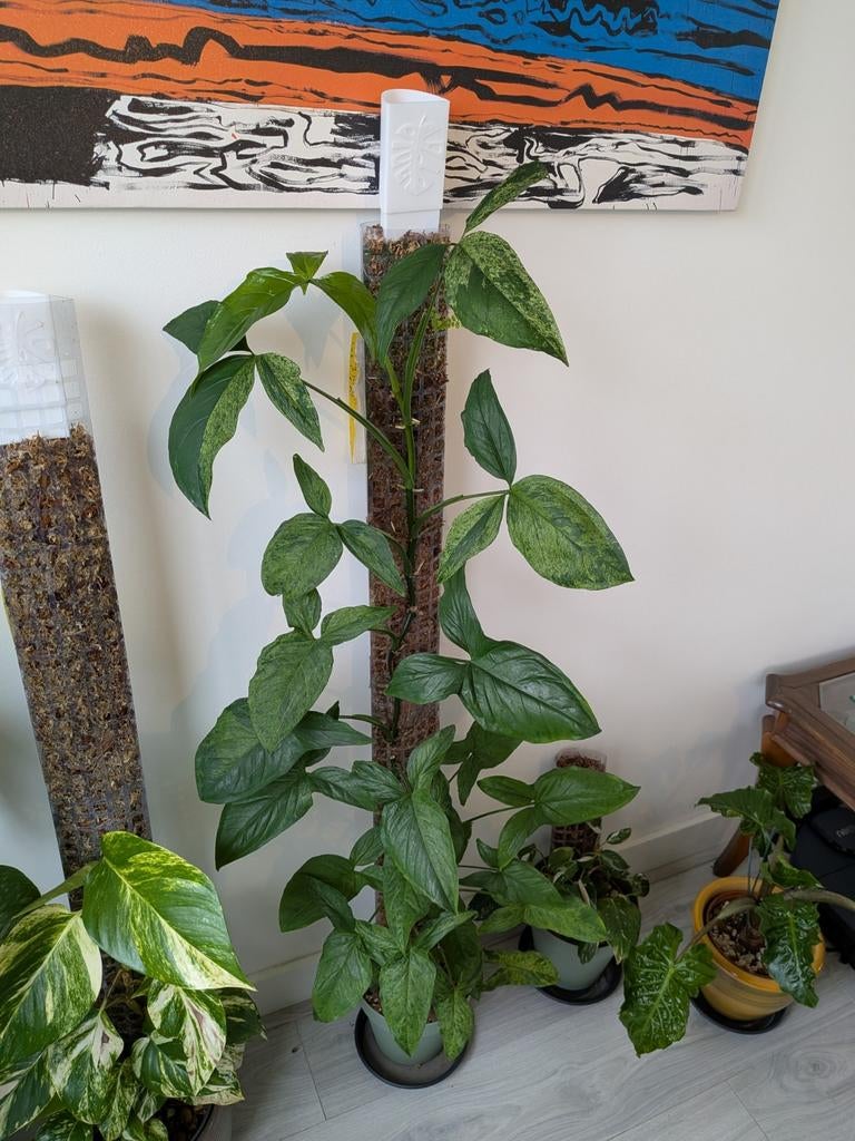 Syngonium Mottled Mojito stekjes - Zeldzaam & Makkelijk, Huis en Inrichting, Kamerplanten, Ophalen of Verzenden, Halfschaduw, Minder dan 100 cm