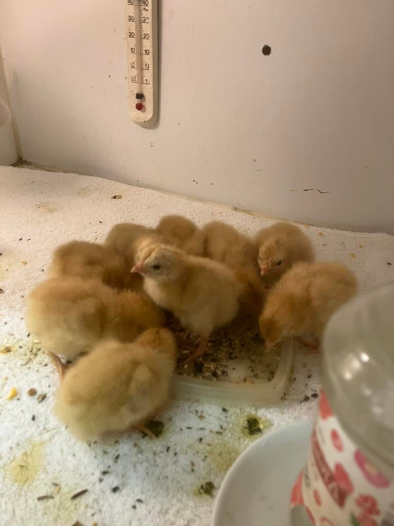 Hobby broederij, Dieren en Toebehoren, Pluimvee, Meerdere dieren, Kip