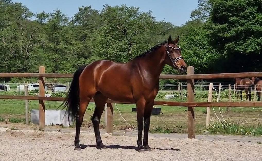 5-jarige merrie Ladignac x Johnson, Dieren en Toebehoren, Merrie, Dressuurpaard, 3 tot 6 jaar