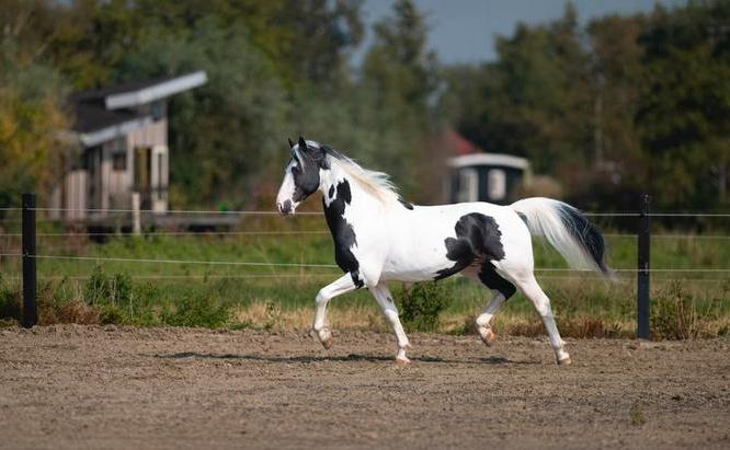 Ter dekking, Fons XX35 Homozygote barockpinto!, Dieren en Toebehoren, Hengst