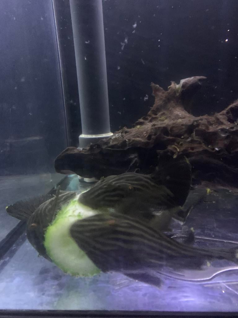 Plecto l330, Dieren en Toebehoren, Vis