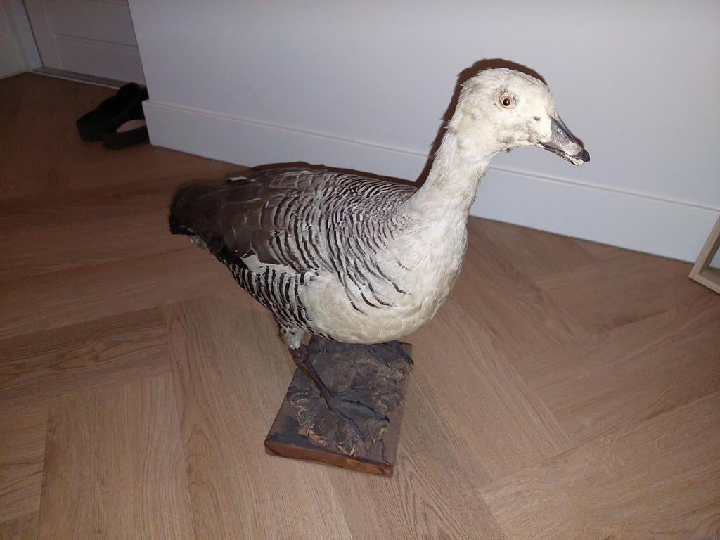 Opgezette Magelhaengans, Ophalen