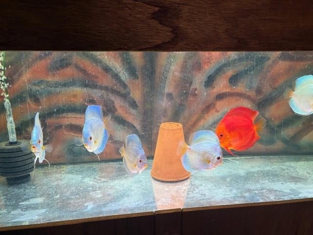 Discusvissen,discusvis, Vis, Zoetwatervis, Schoolvis