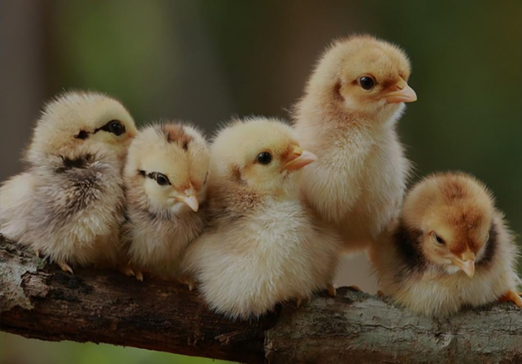 KUIKENS UITBROEDEN, voor u!, Dieren en Toebehoren, Pluimvee, Geslacht onbekend, Kip