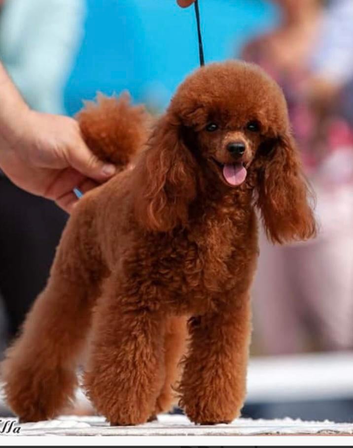 Raszuivere toy poedels  toypoedel pups, Dieren en Toebehoren, Poedel, 8 tot 15 weken, Parvo, Meerdere