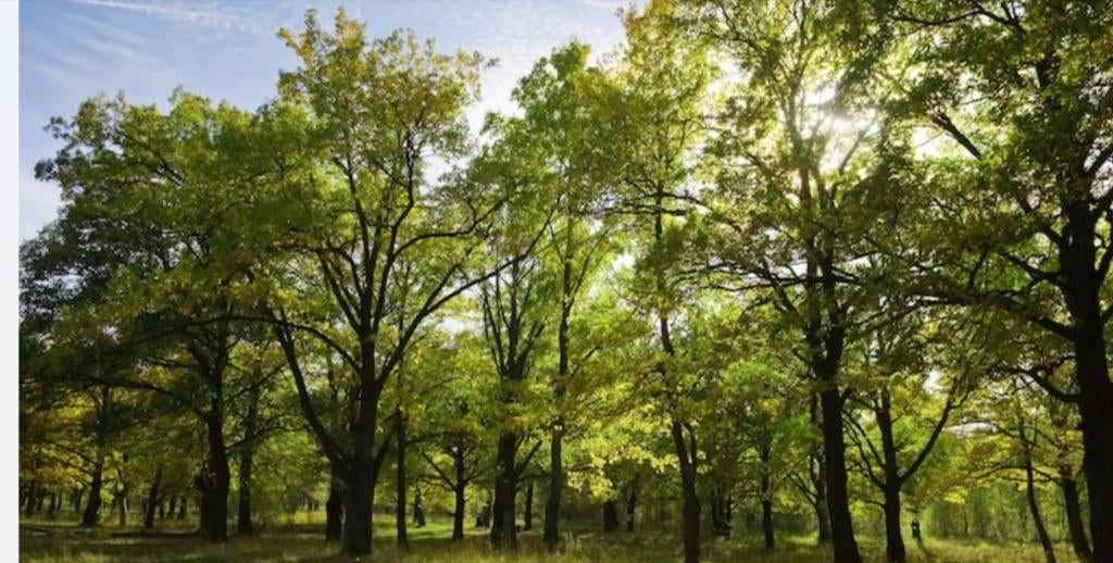 Gezocht haardhout, Tuin en Terras, Haardhout, Minder dan 3 m³, Ophalen
