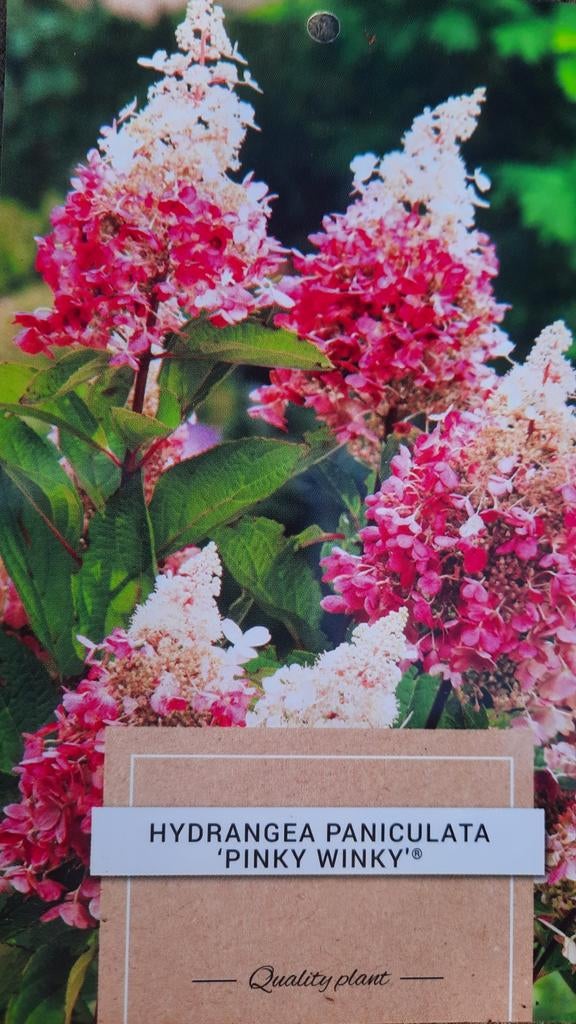 Hortensia Hydrangea paniculata 'Pinky Winky' 🌿🍁, Ophalen, Hortensia, Minder dan 100 cm