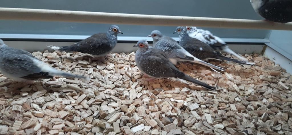 Diamantduiven diverse koppels., Meerdere dieren